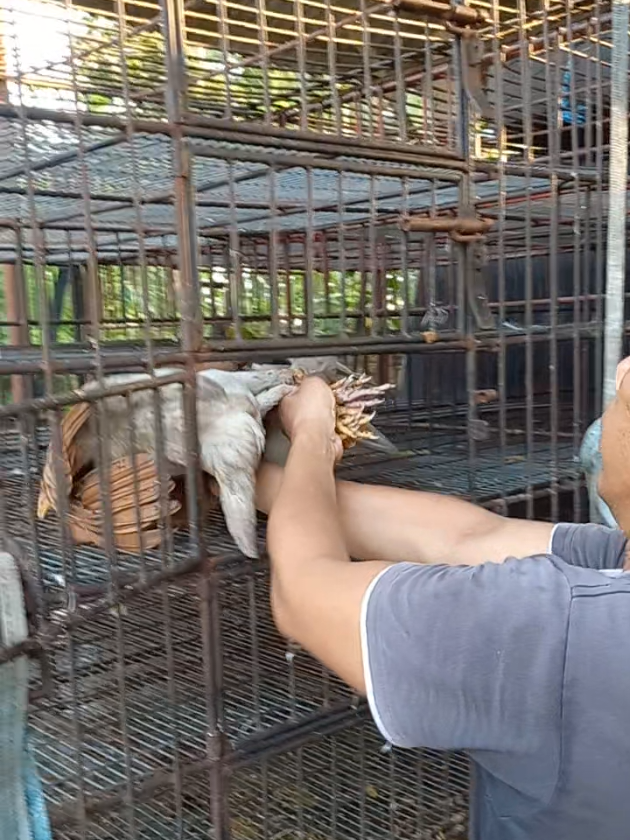 @MULYO JOYO FARM
