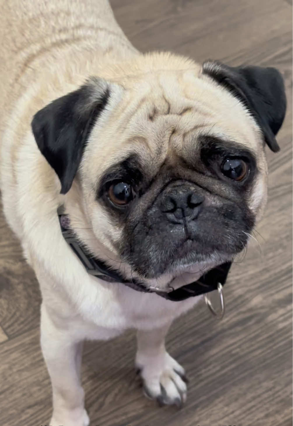 @Lovewag Pets