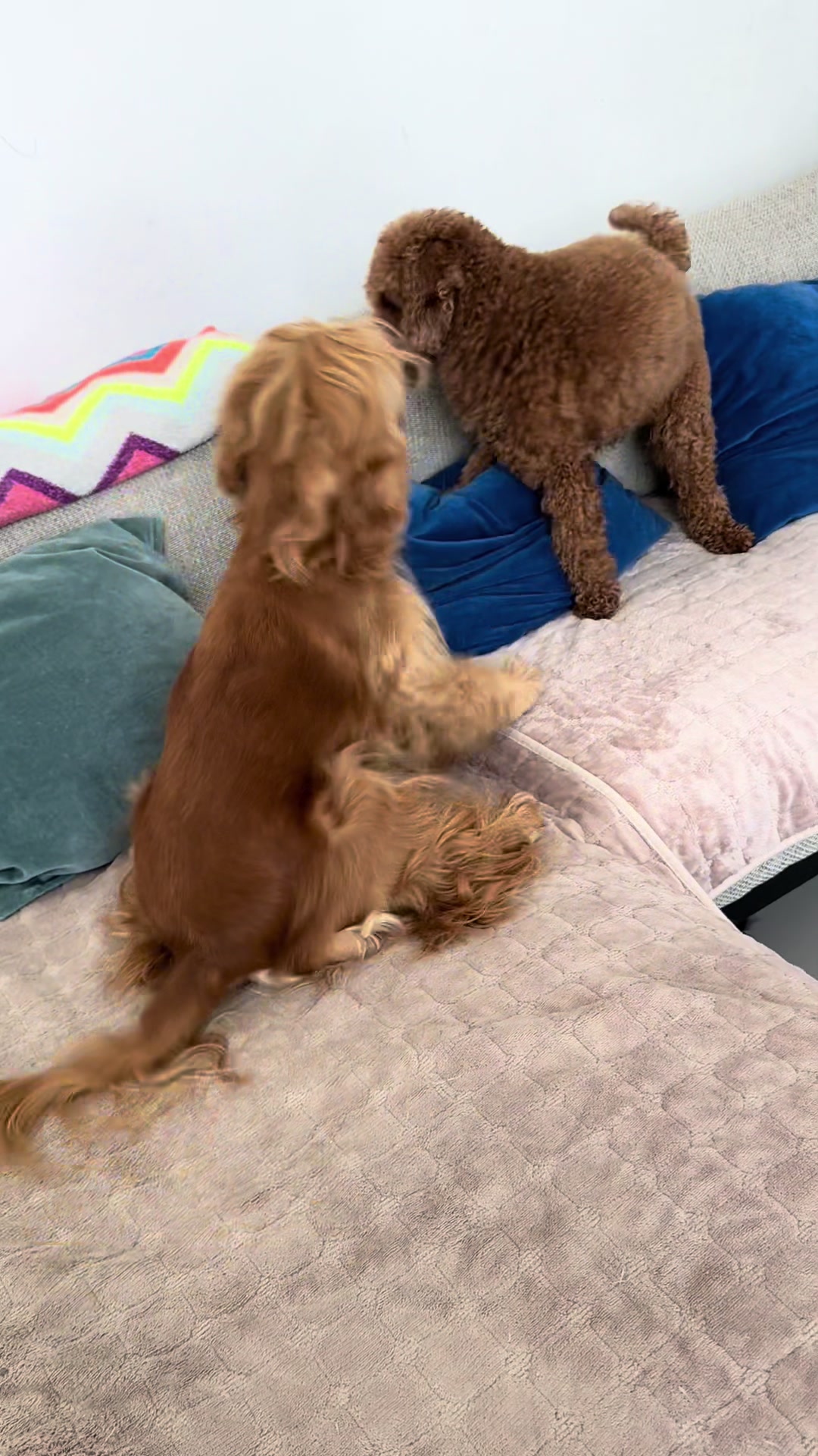 @Feel at HomePetCare