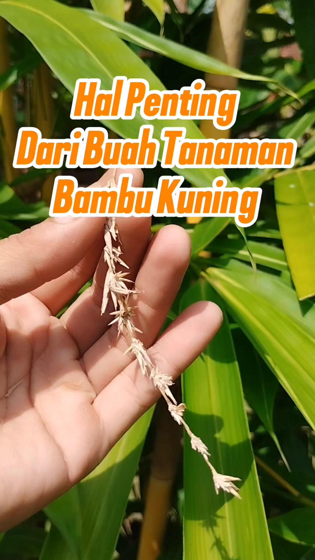 @Bukit Farming