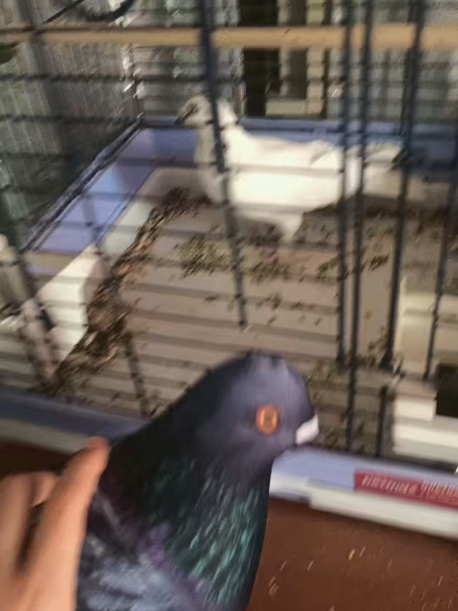 @Pigeon_which_unusual3