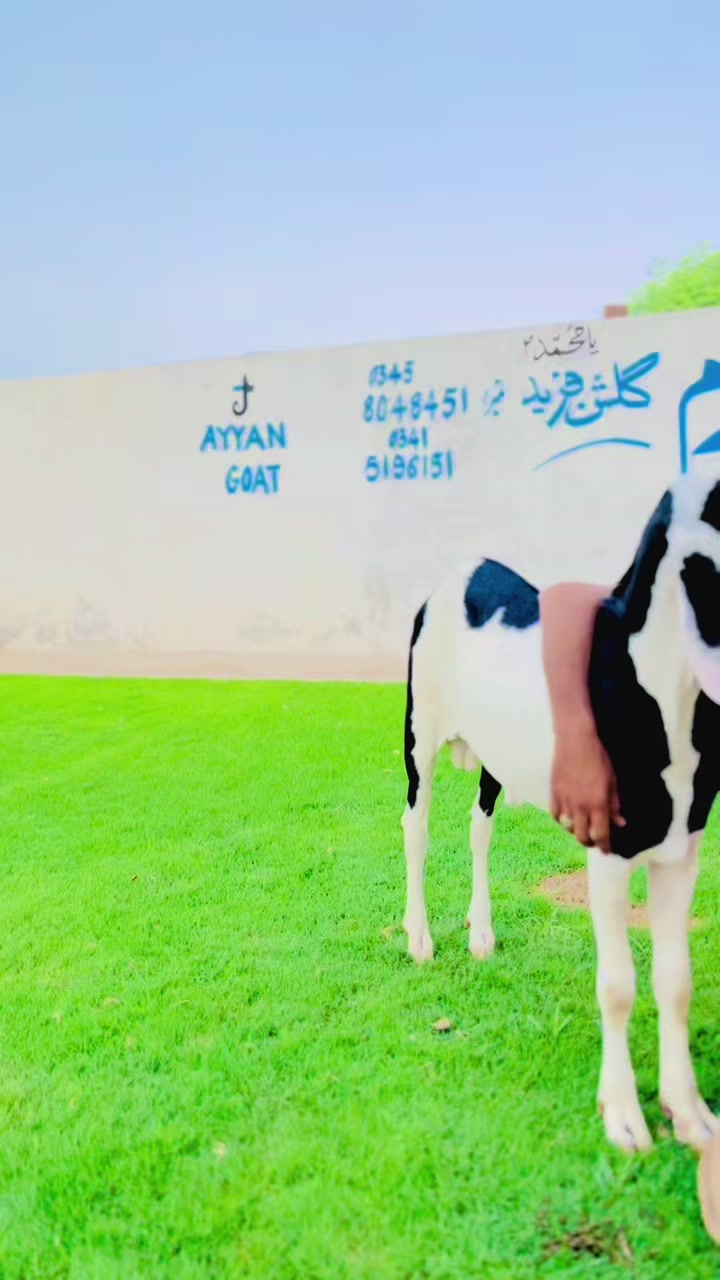 @Ayyan goat