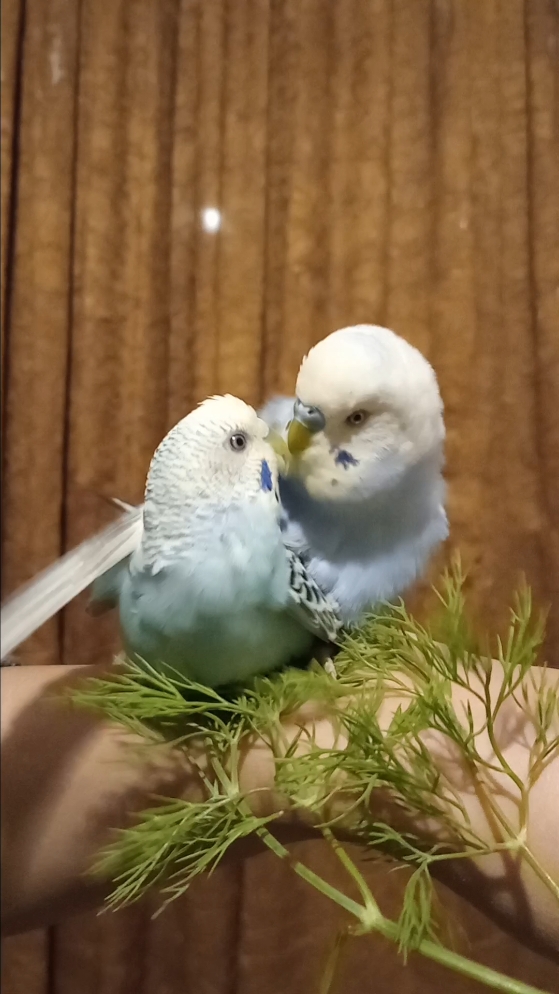 @Budgies108