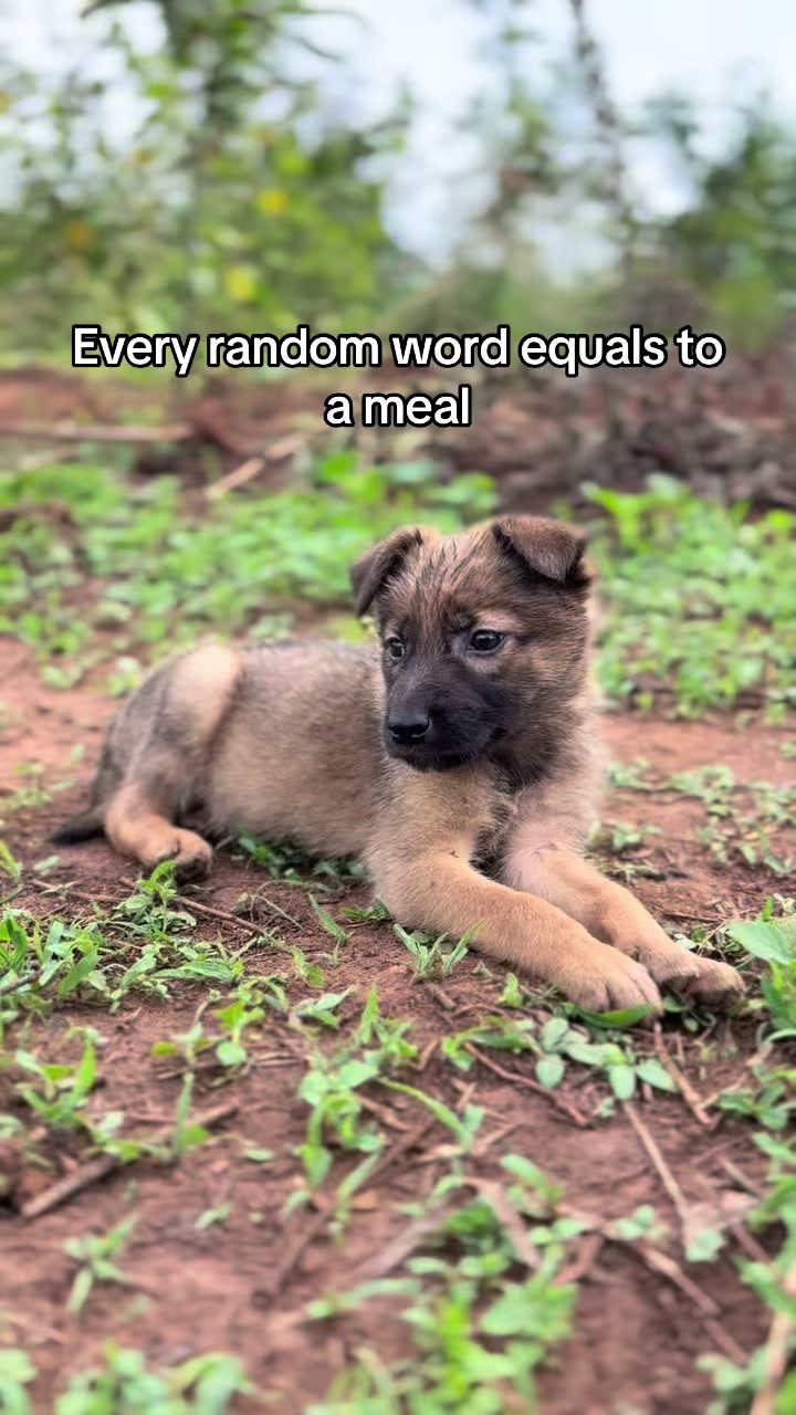 @furry_care_haven