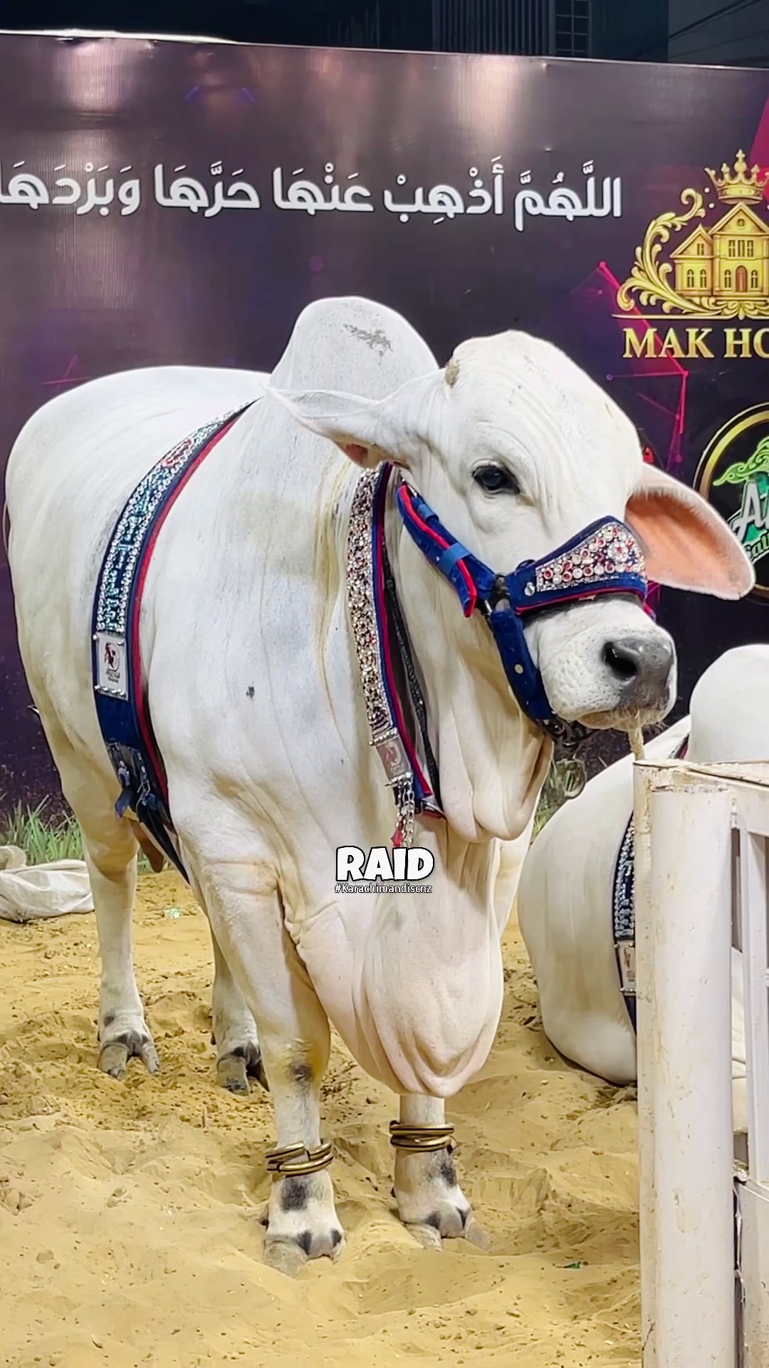 @Raid by Karachi Mandi Scnz