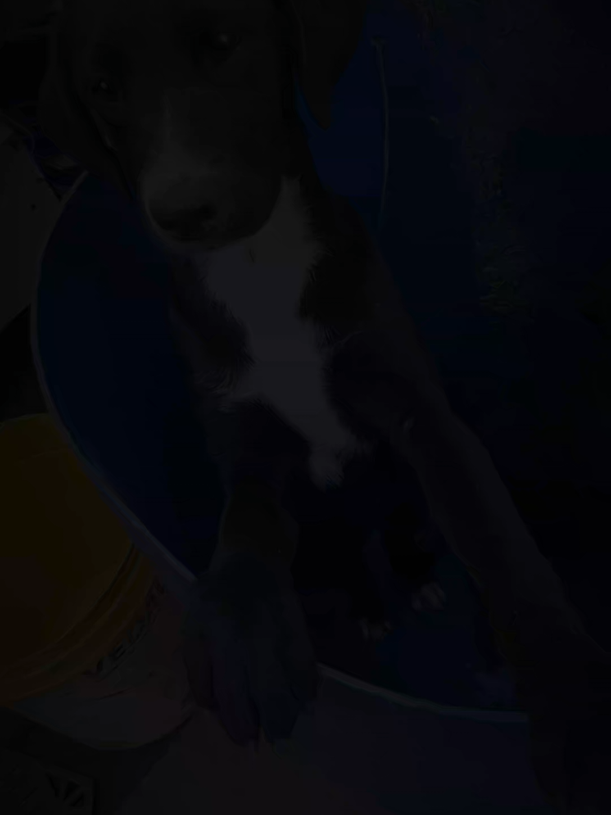 @＊✿❀  𝓛 𝓐 𝓤 𝓡 𝓐  ❀✿＊