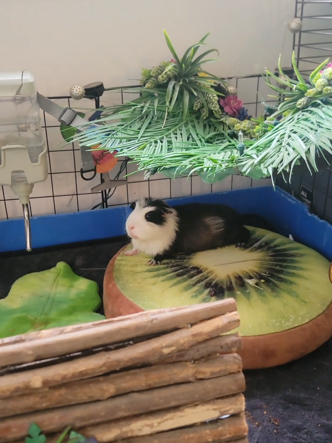 @Dunkin & Donut the guinea pigs