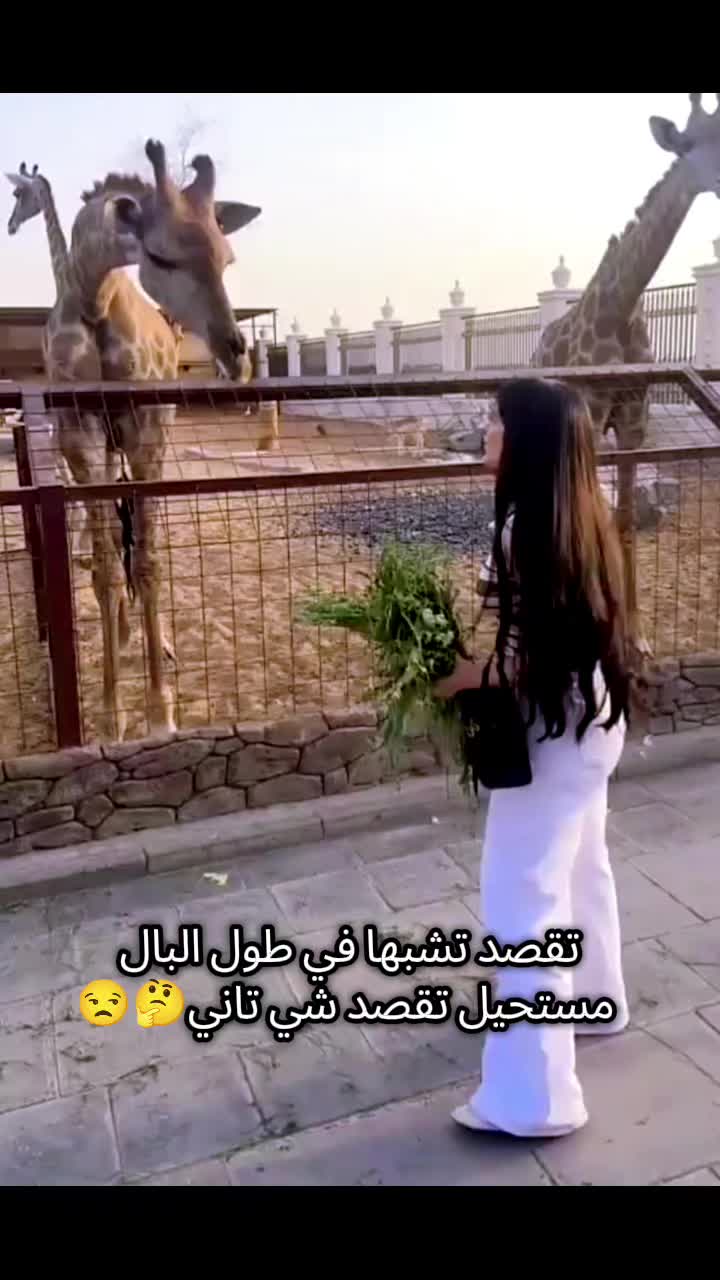 @Mona Saeed