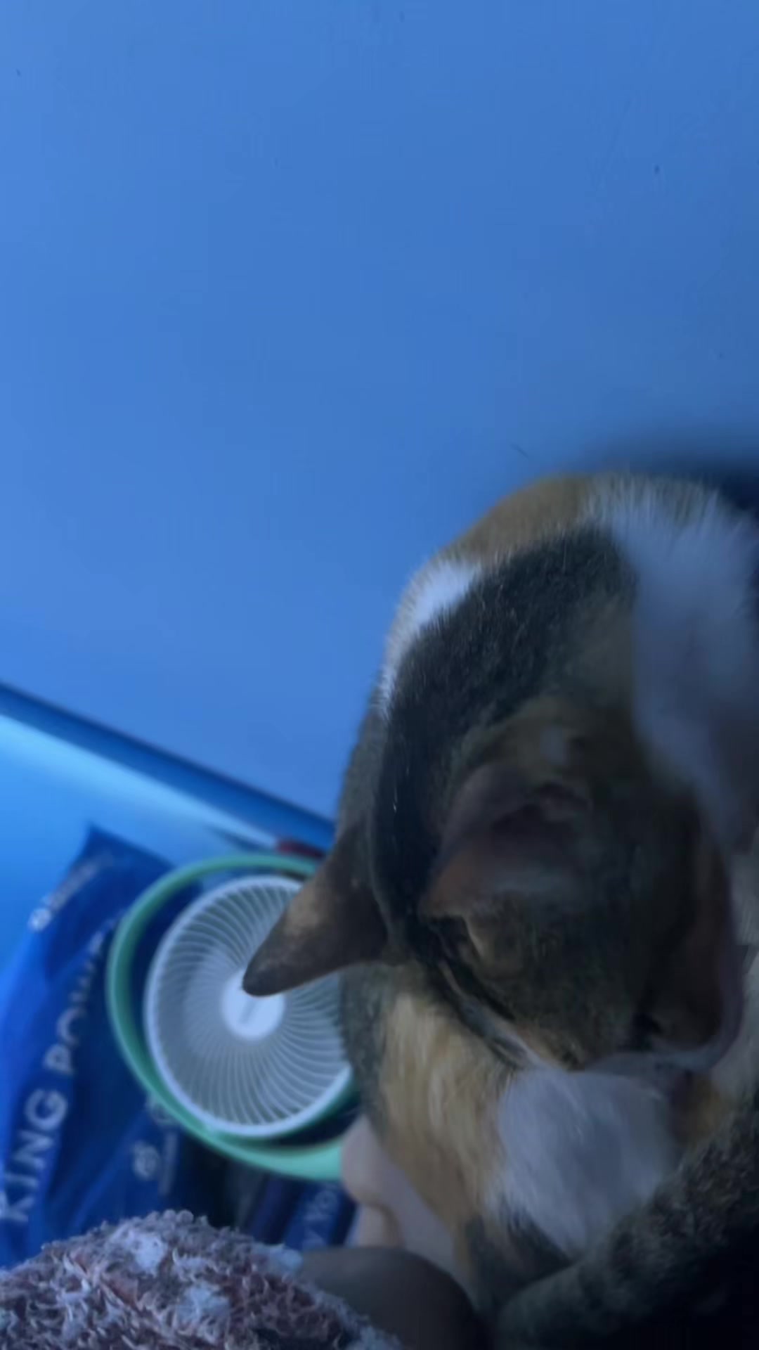@Me & Meow