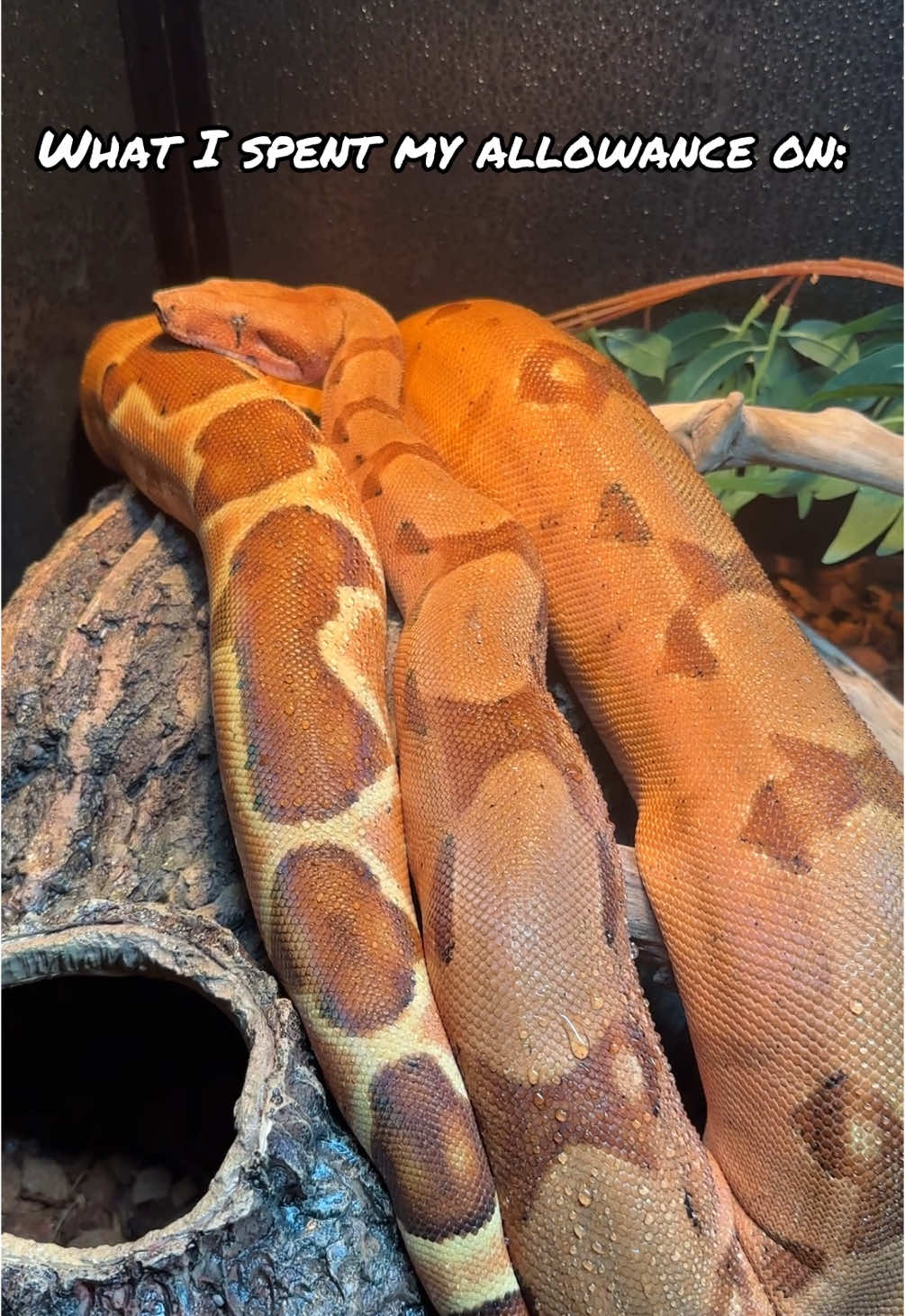 @Jax’s Reptiles!