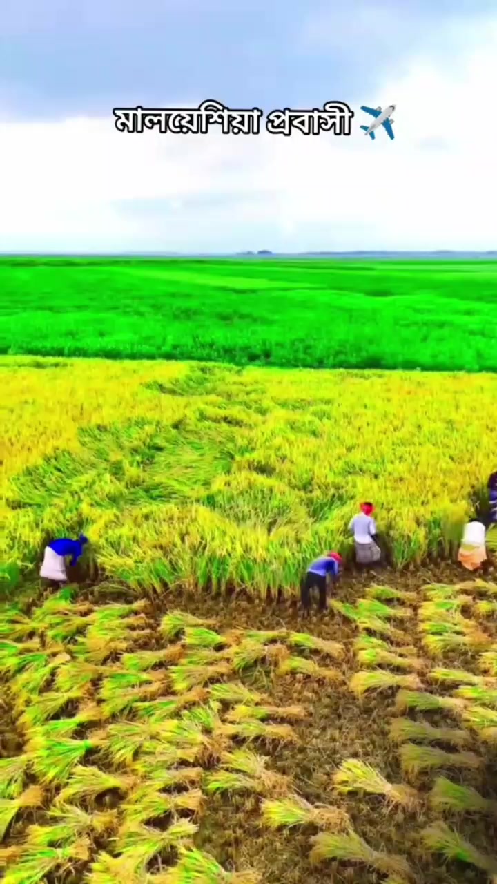 @রশিদ