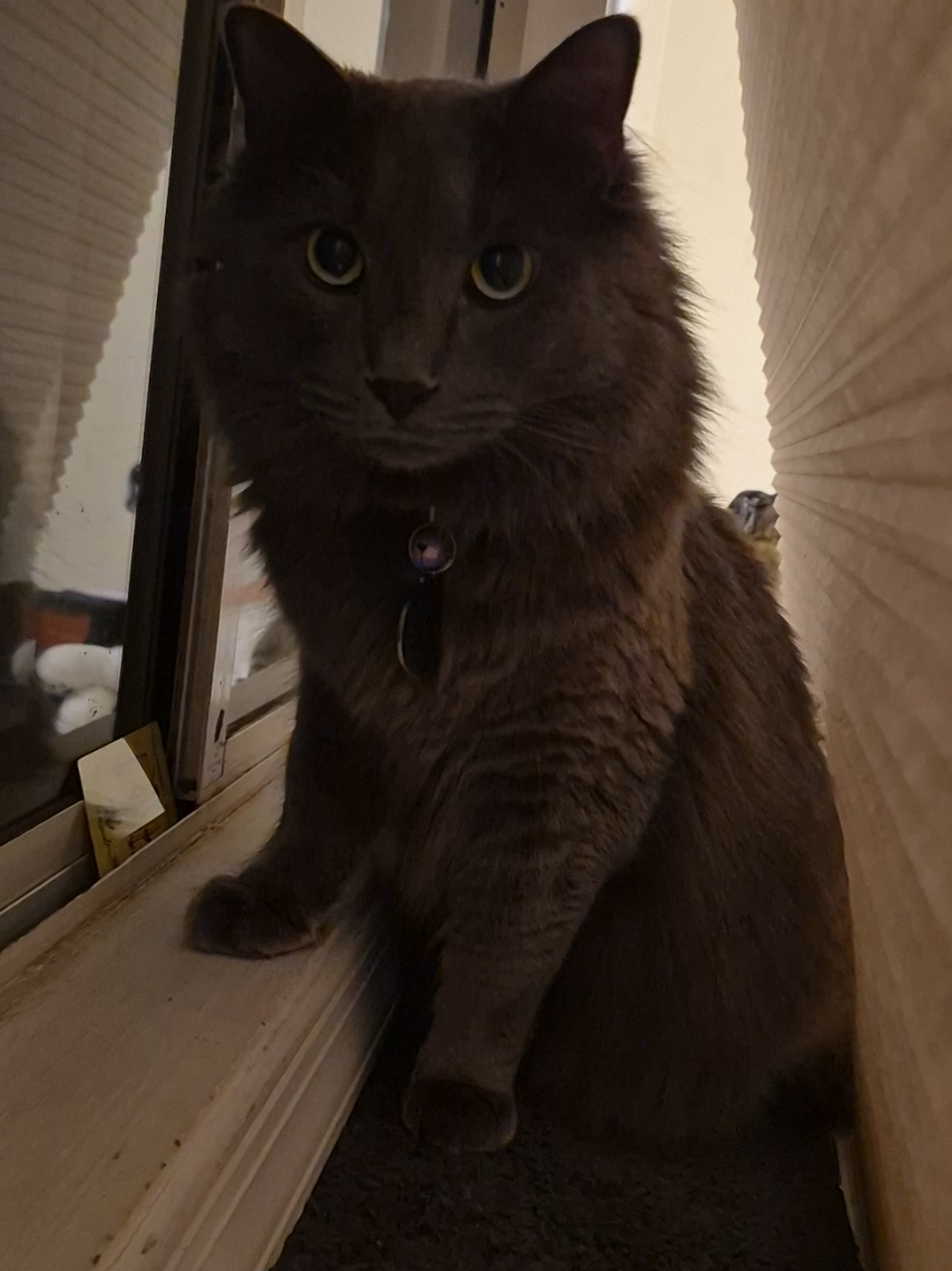@Kittyboi