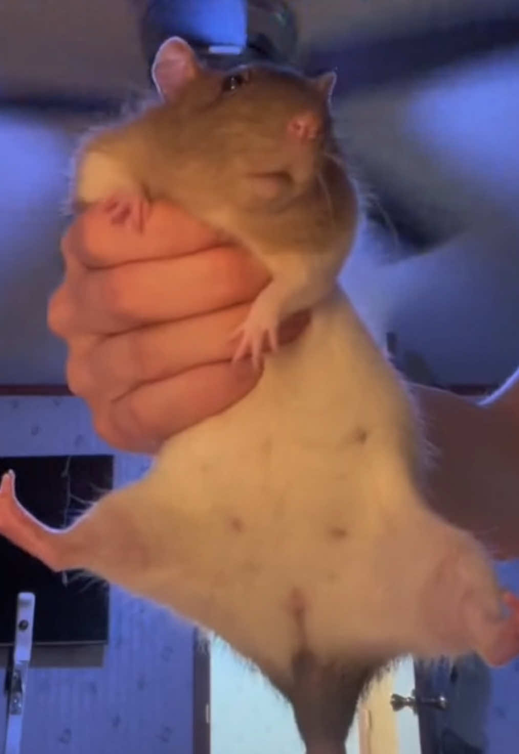 @rat