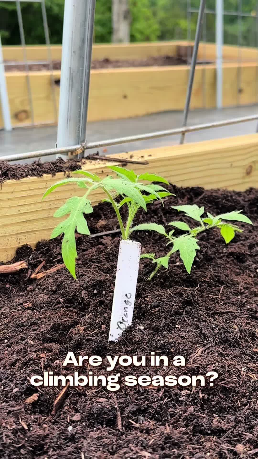 @Sweet BombDiggity Farms
