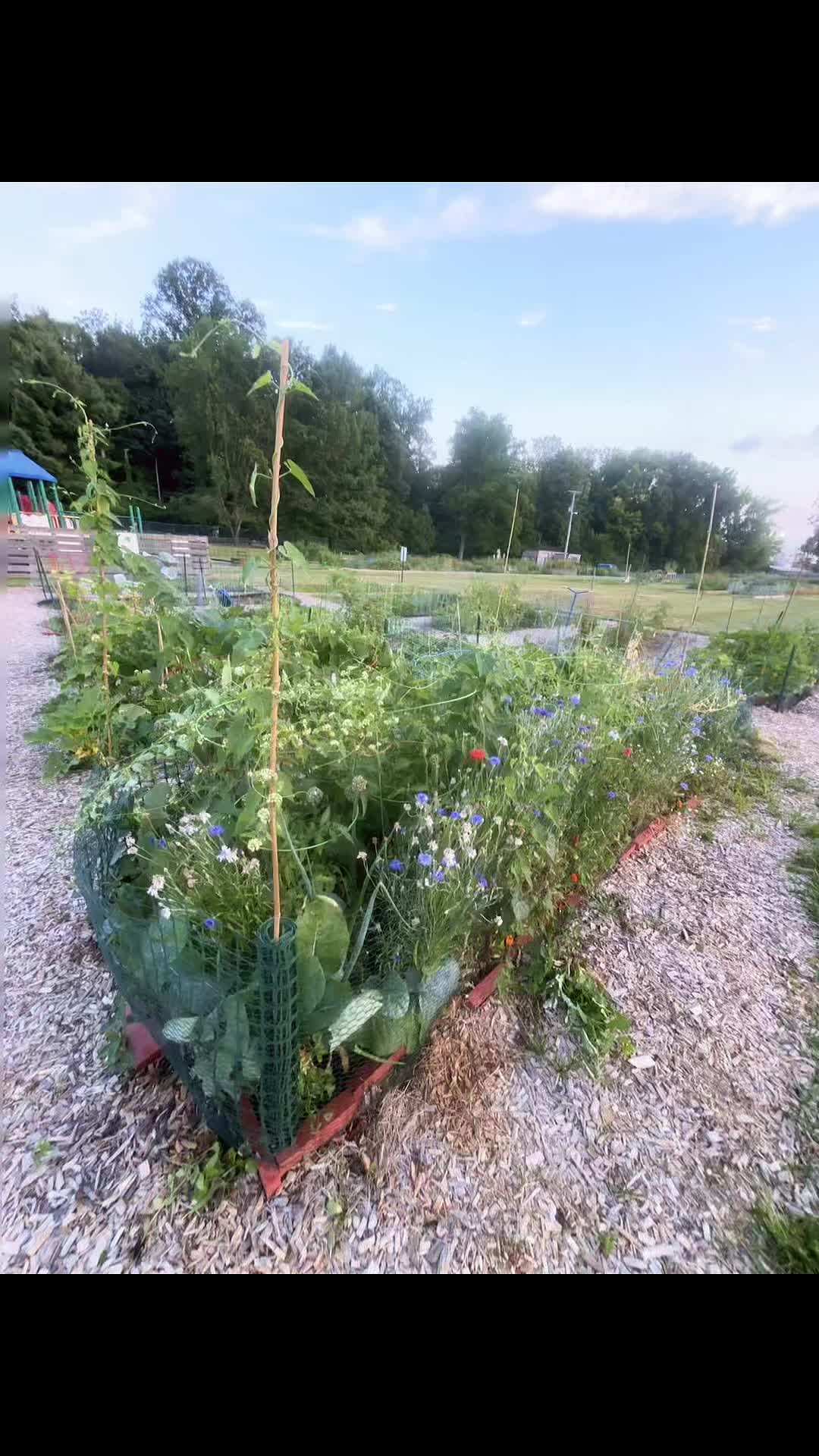 @greengirlgardens
