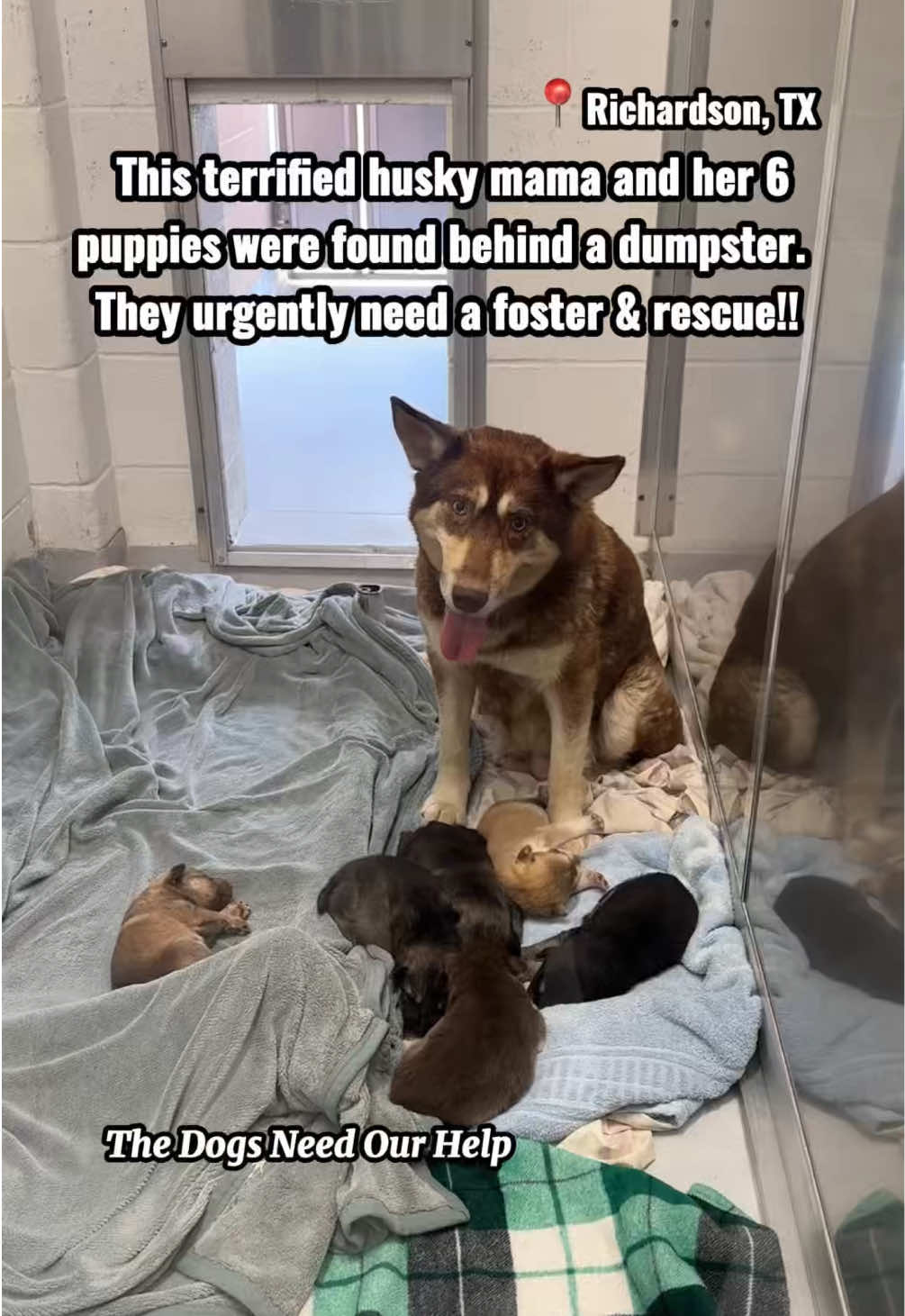 @The Dogs Need Our Help