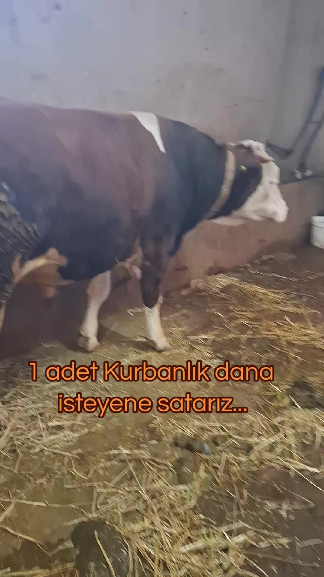 @✎﹏﹏𝐾𝑎𝑑𝑖𝑟 Ş𝑎ℎî𝑛﹏﹏