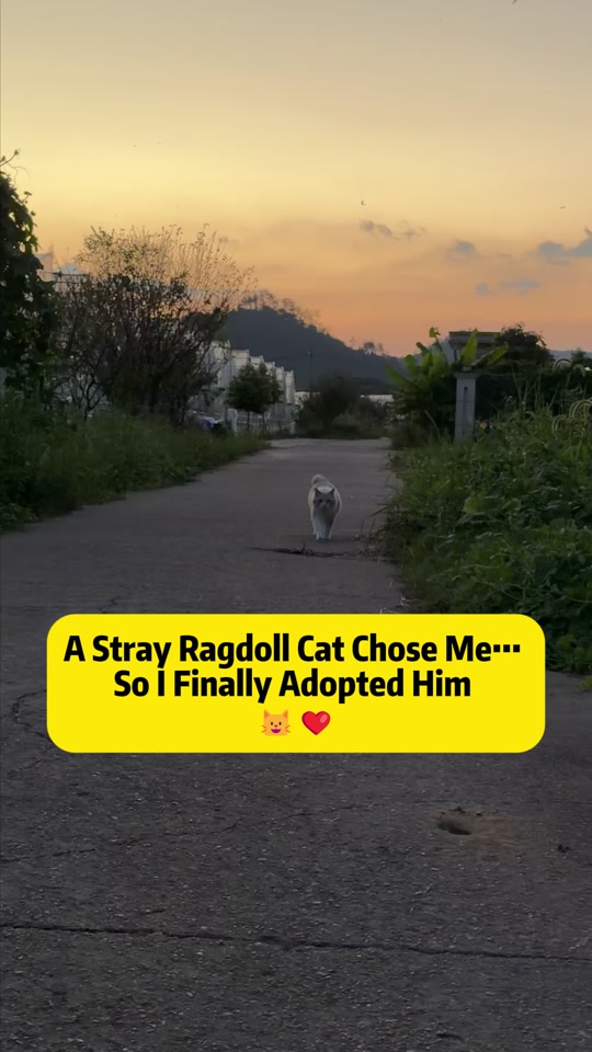 @Stray Cat Talkz