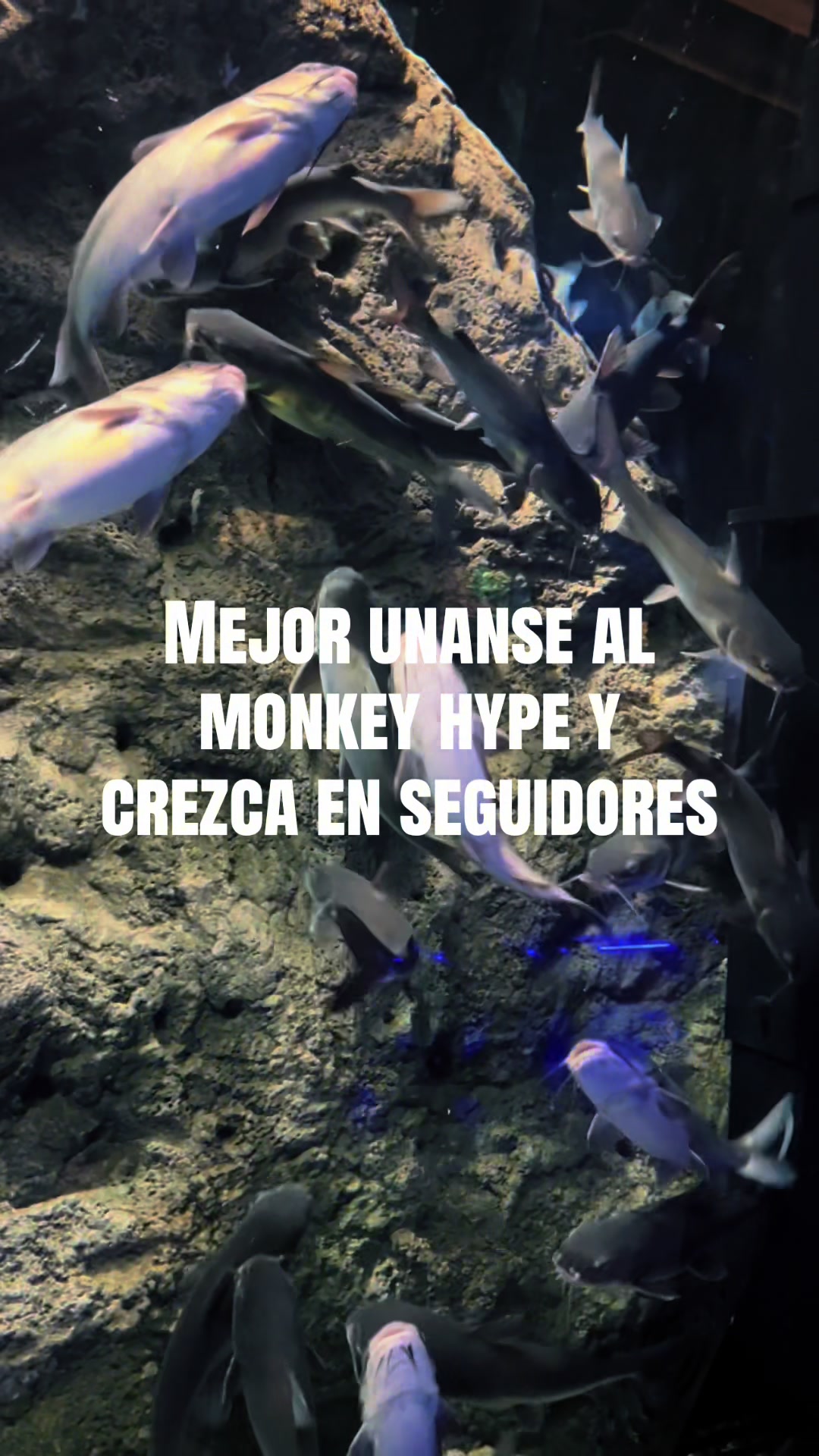 @monkey_hypegroup