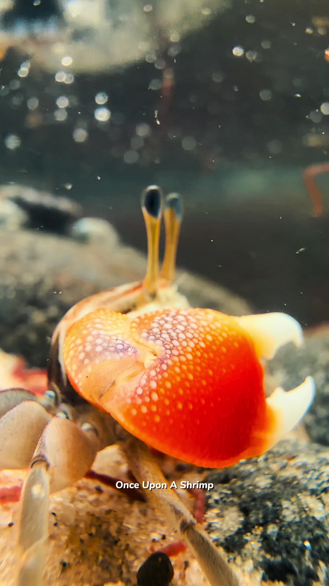 @Once Upon A Shrimp