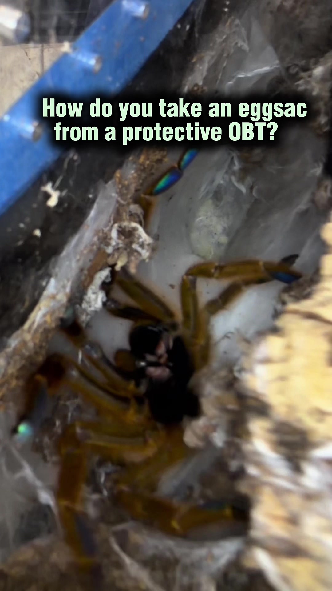 @Spider Conservatory
