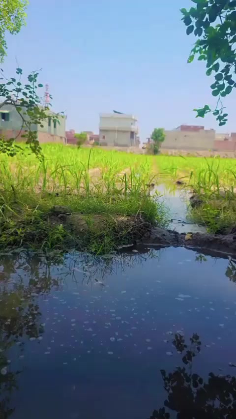@جانی چٹھہ ــ کوٹلے ــ آلہ143✨✨