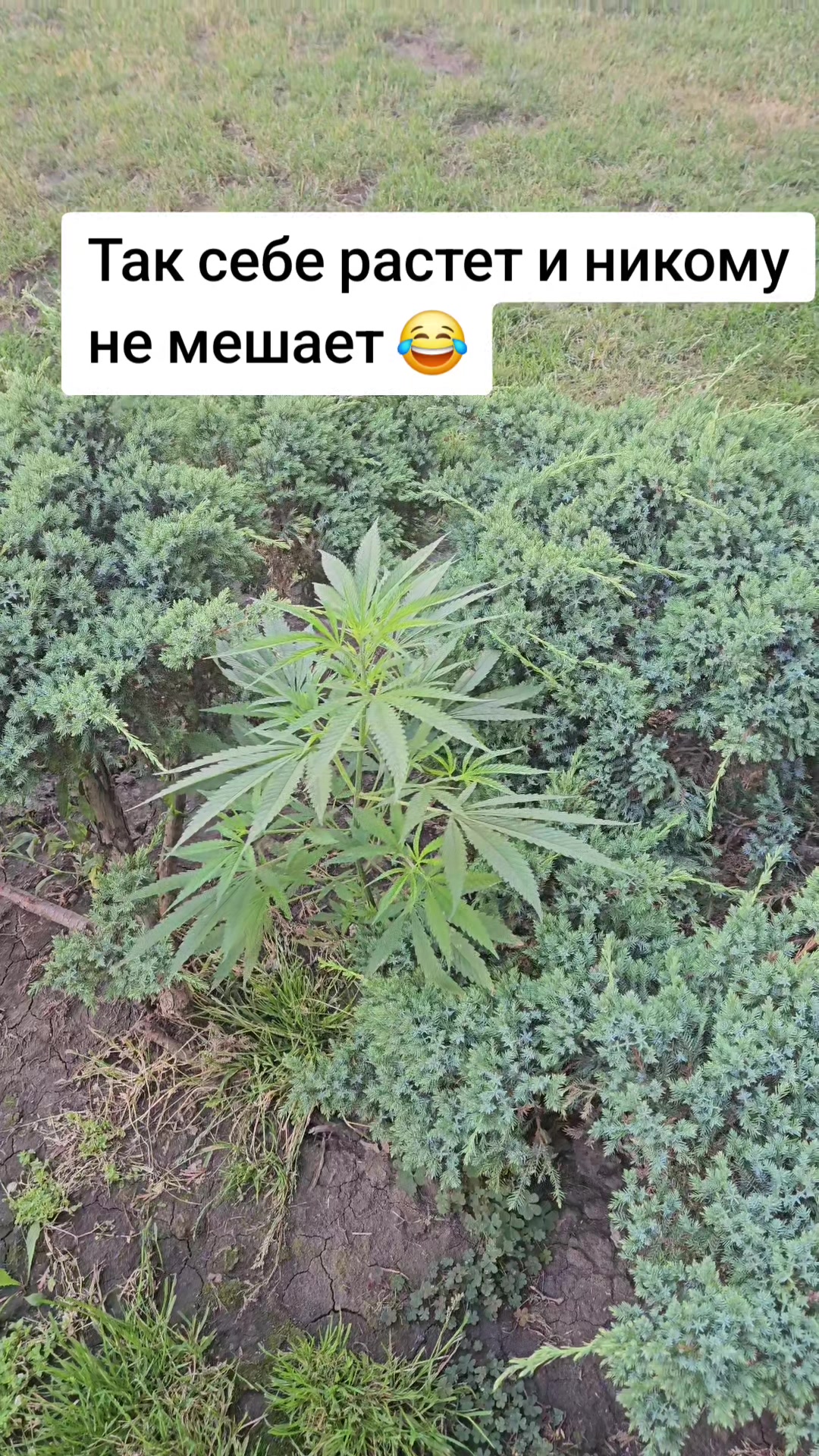 @Ирина Павловна