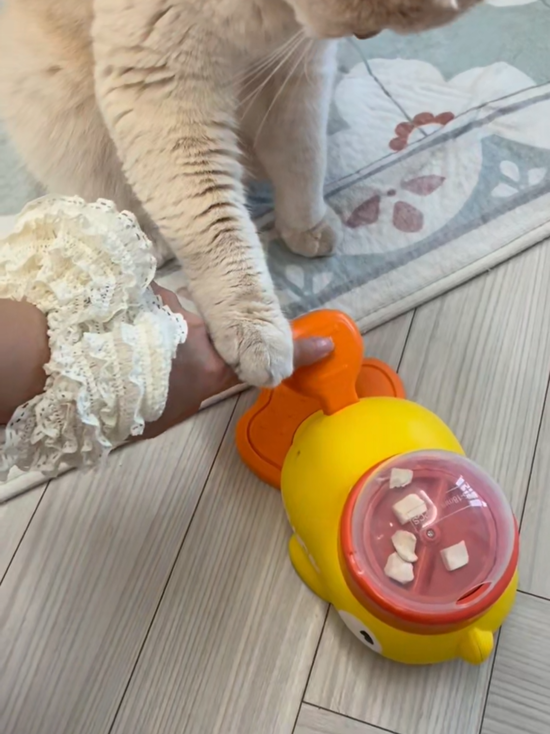 @Chonky World Of Cats