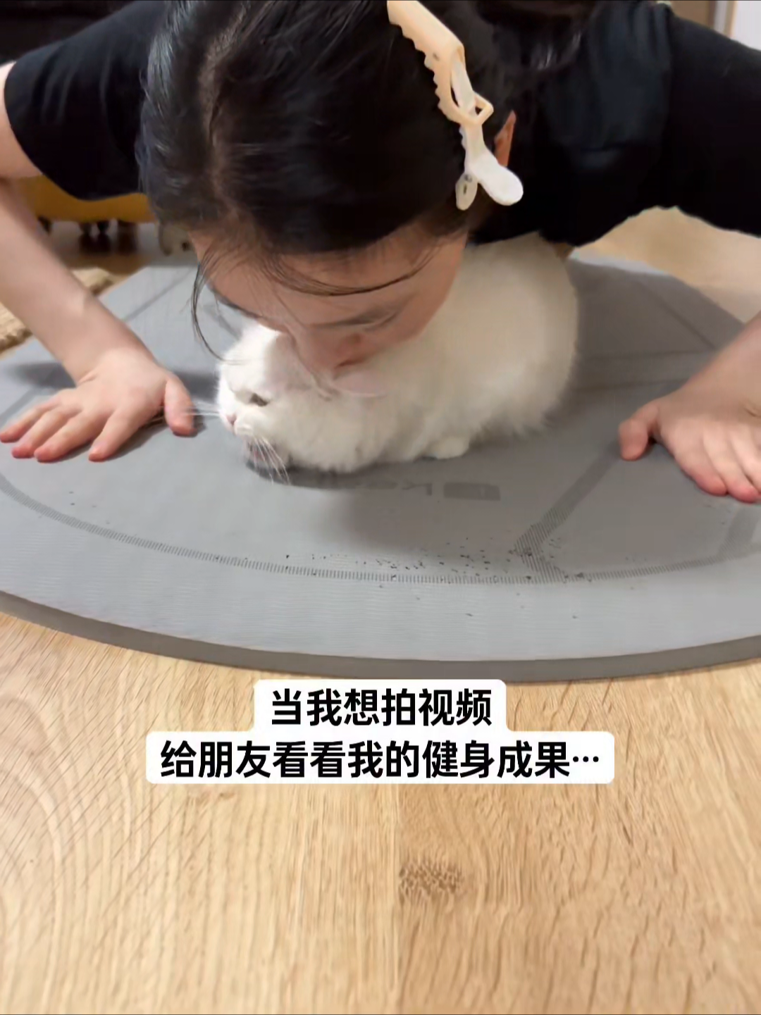 @Chonky World Of Cats
