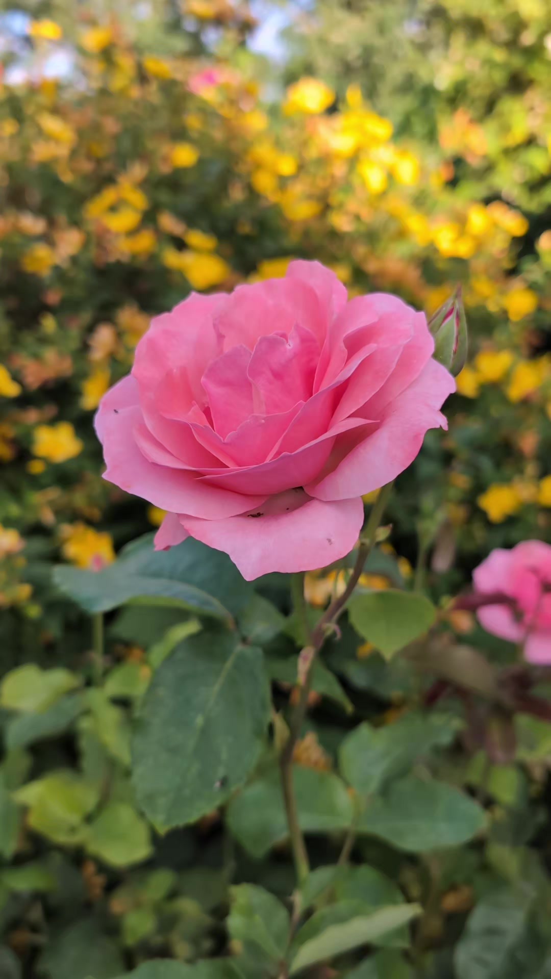 @Court Farm: Home & Garden