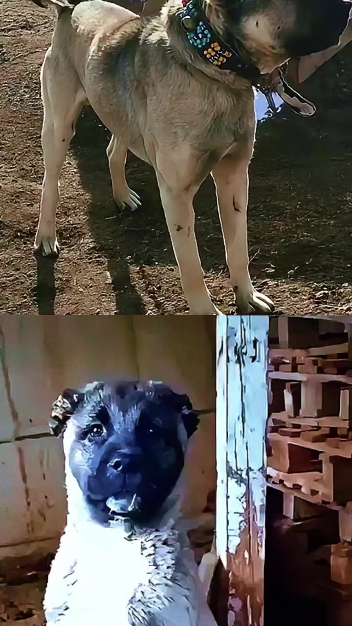 @Anatolian Shepherd Dog