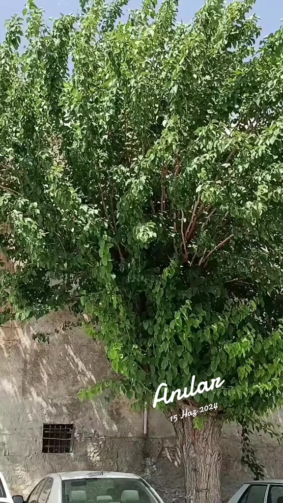 @halil_ULUSOY63