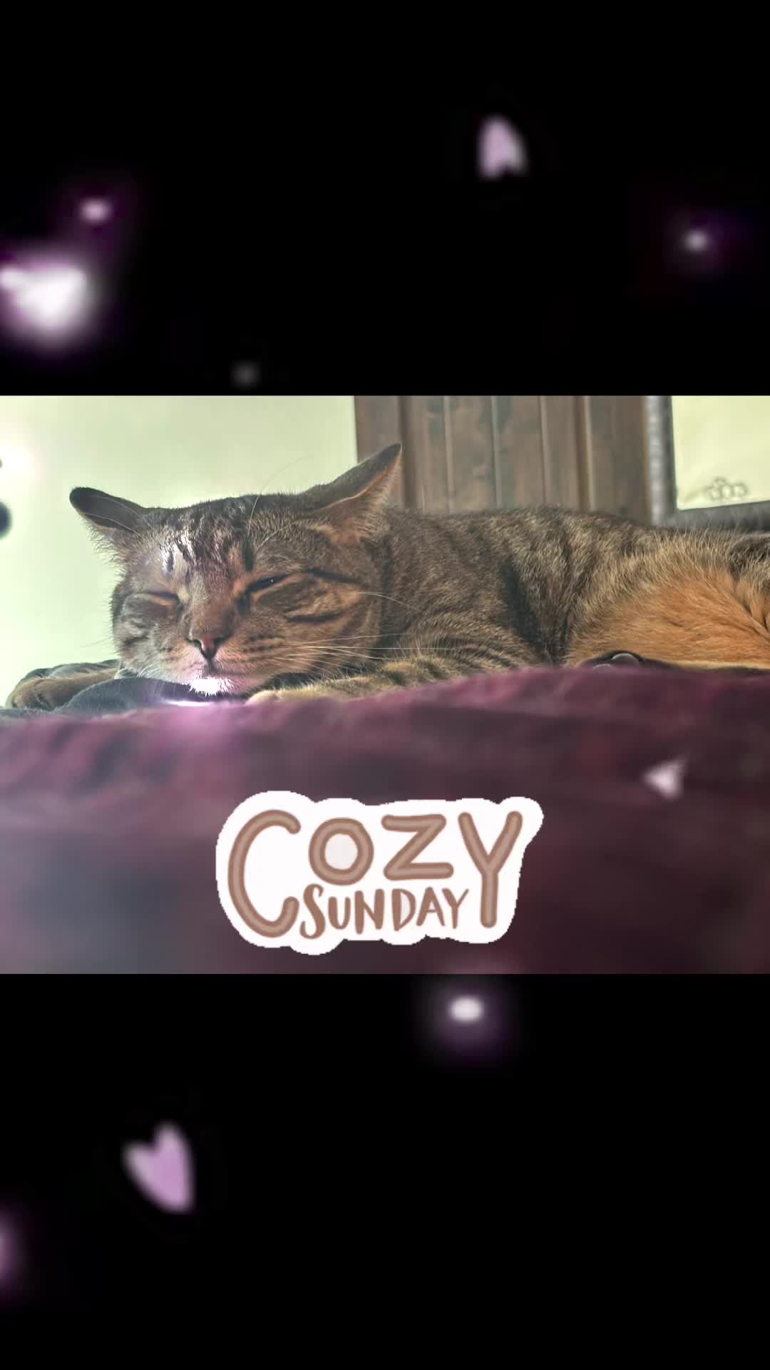 @LifeofRileyMeow
