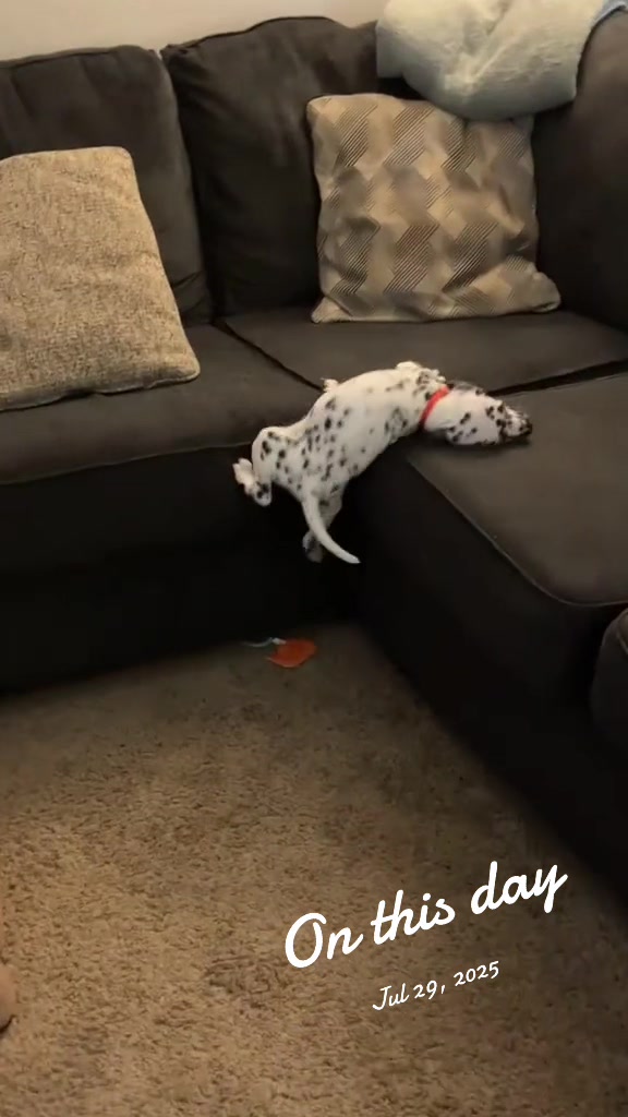 @Cannoli