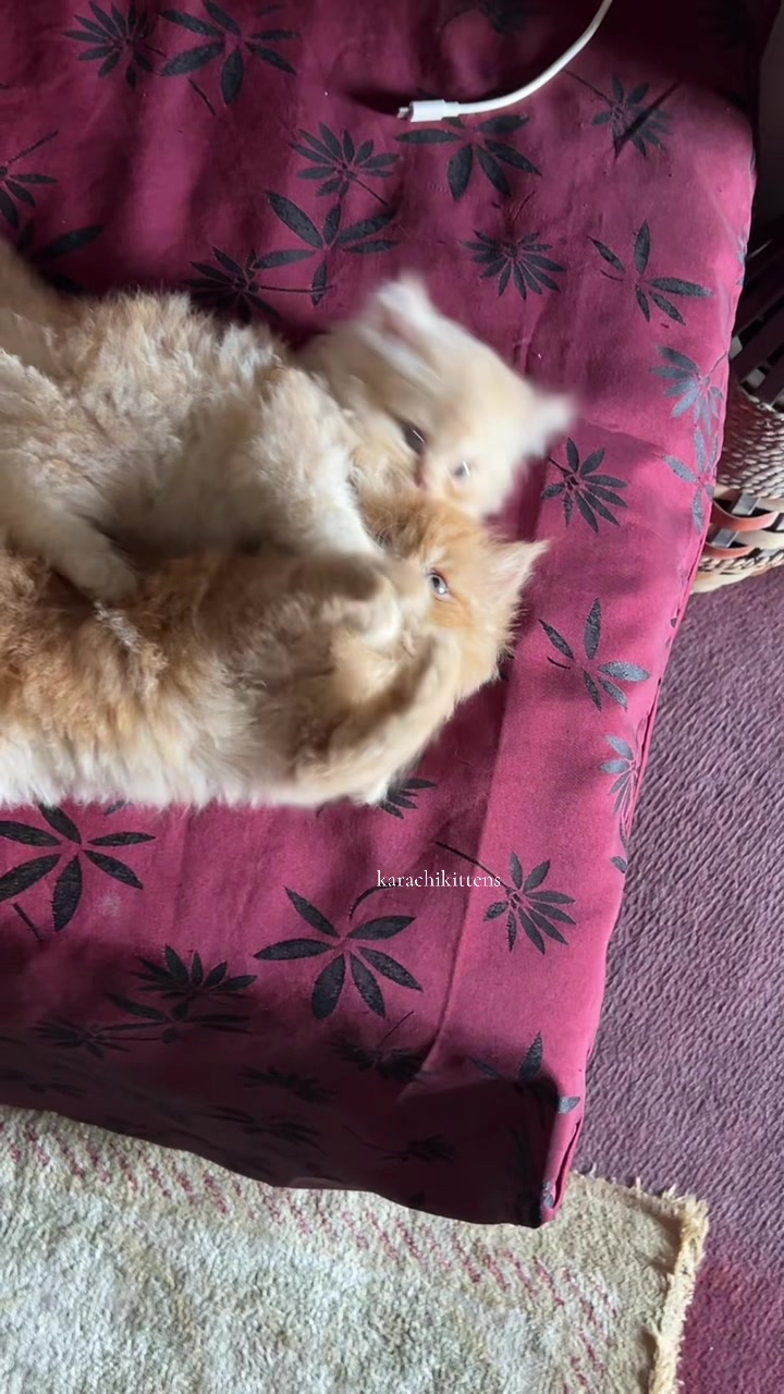 @karachikittens