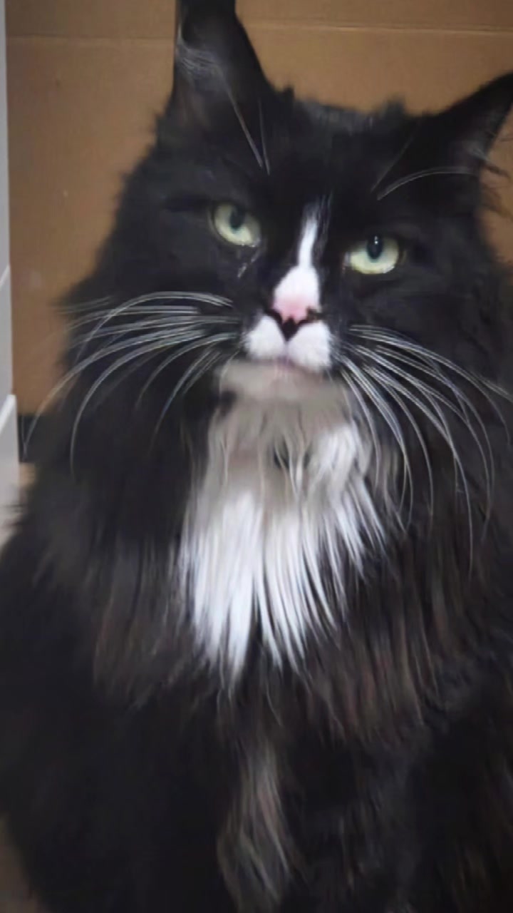 @AtticaTheTuxedoCat
