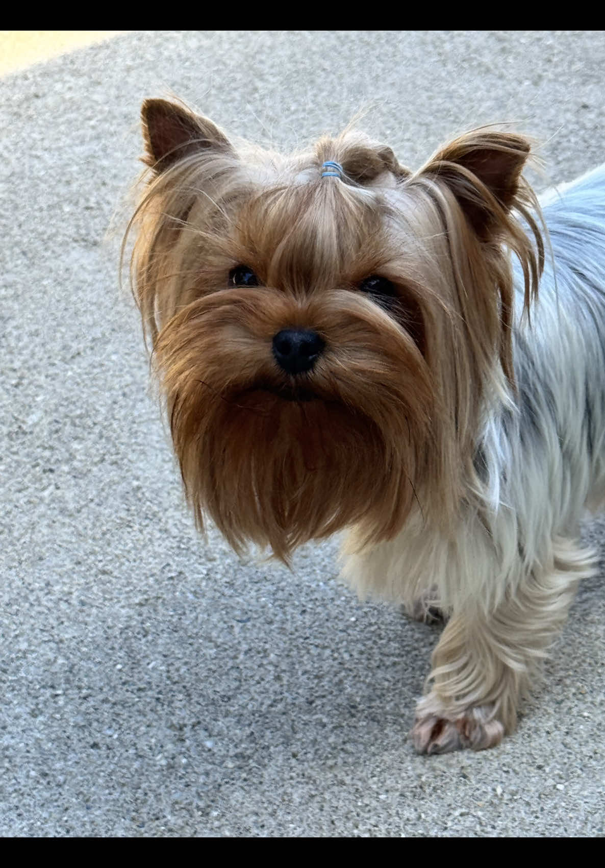 @Kimbrays Yorkies