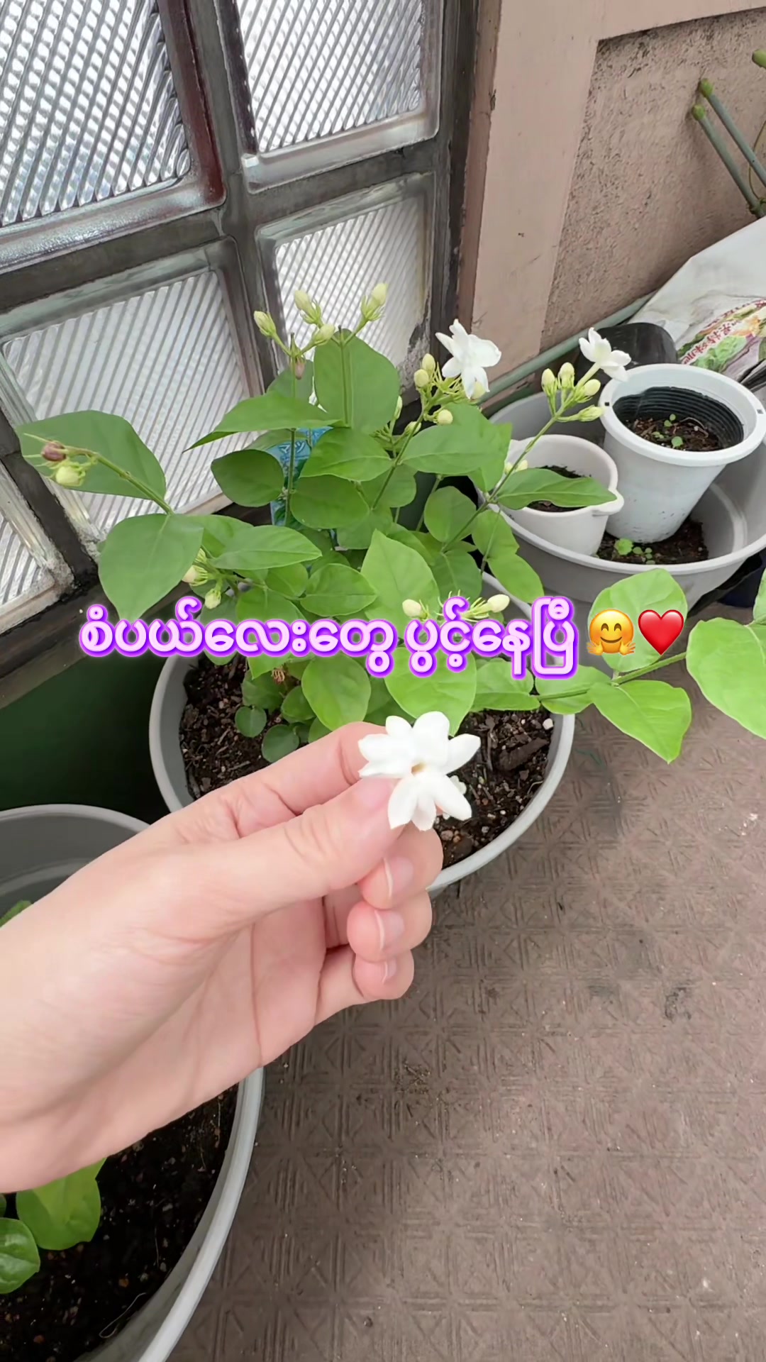 @🕊️CozyWithNyein 🕊️✨