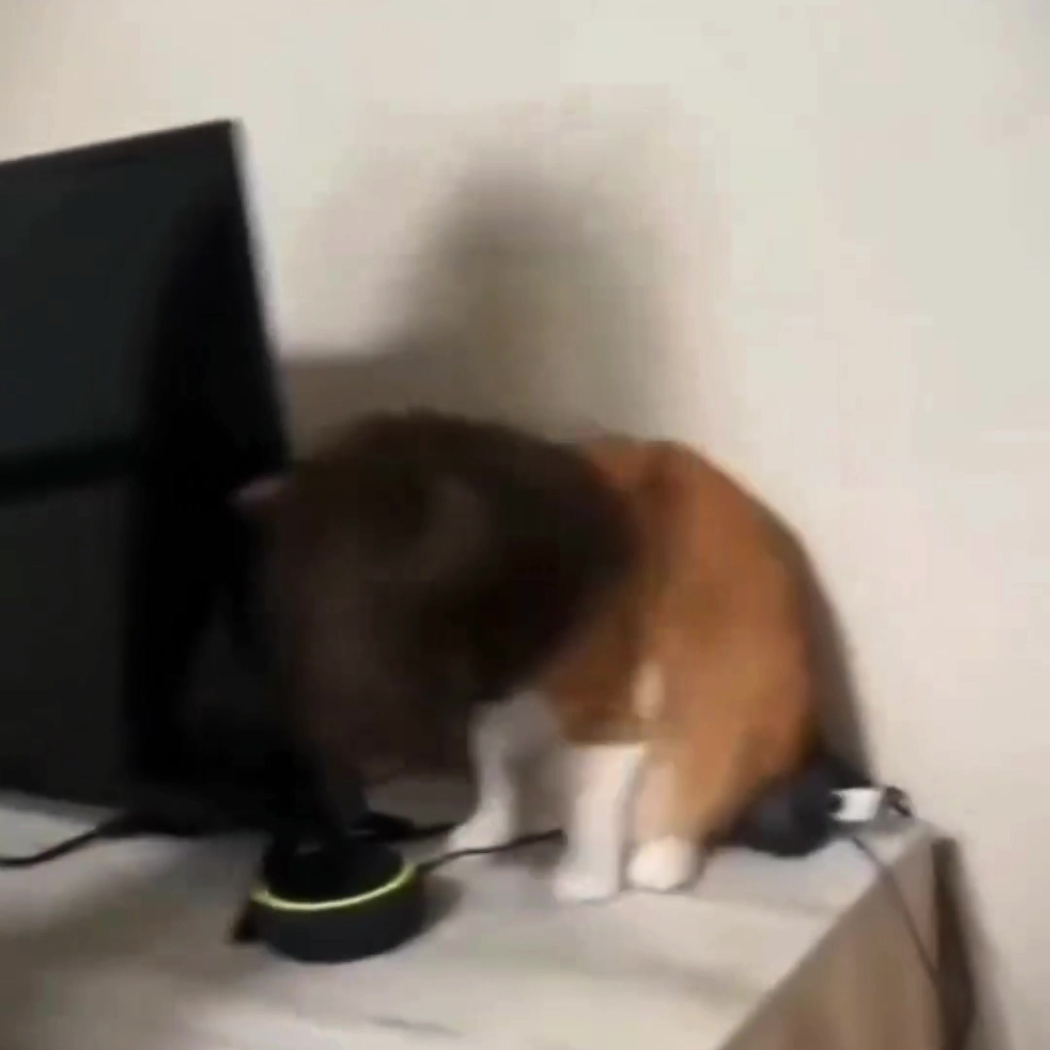 @𝗖𝗔𝗧𝗦