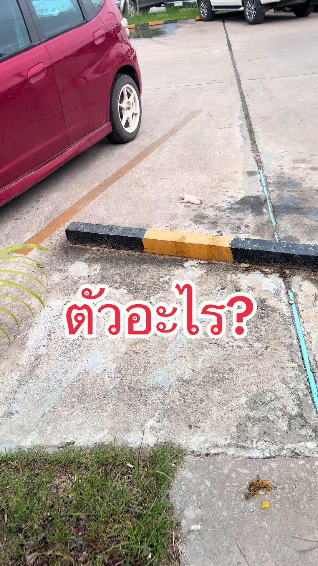 @DJ มาเคียว『𝙇𝙈』