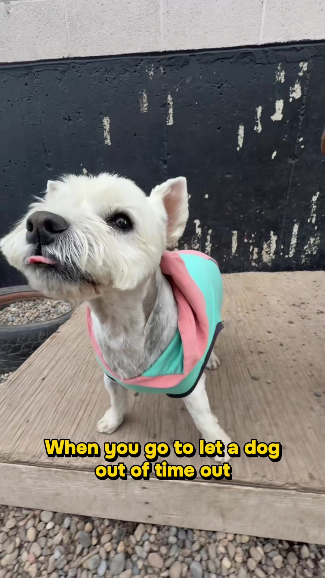 @Squish & Charlie's Dog Daycare