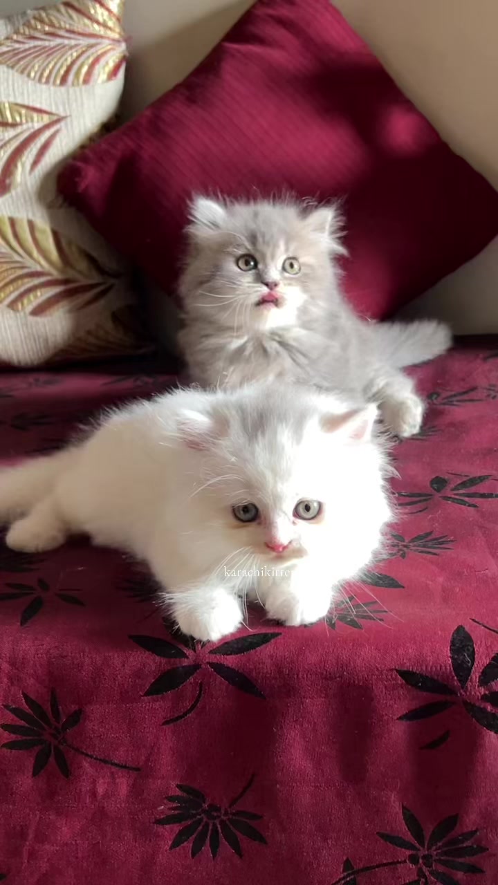 @karachikittens