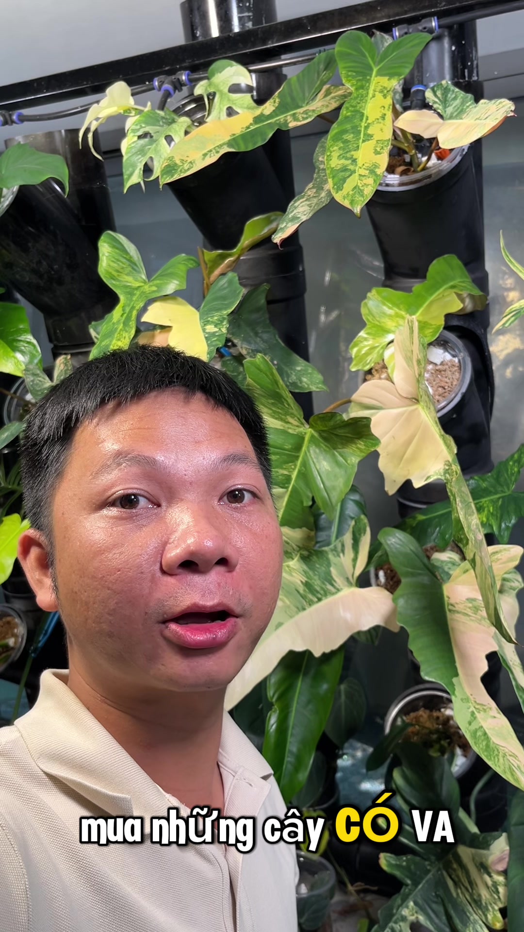 @Huy Kiểng Lá