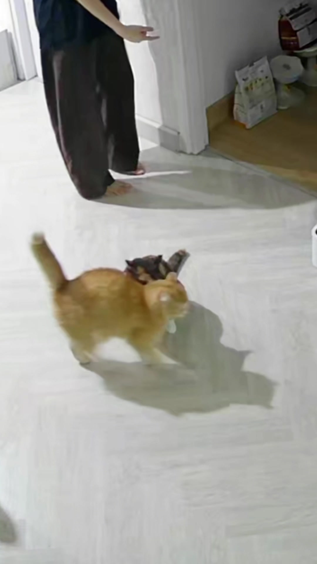 @ชิเอลแมวมึน 😺