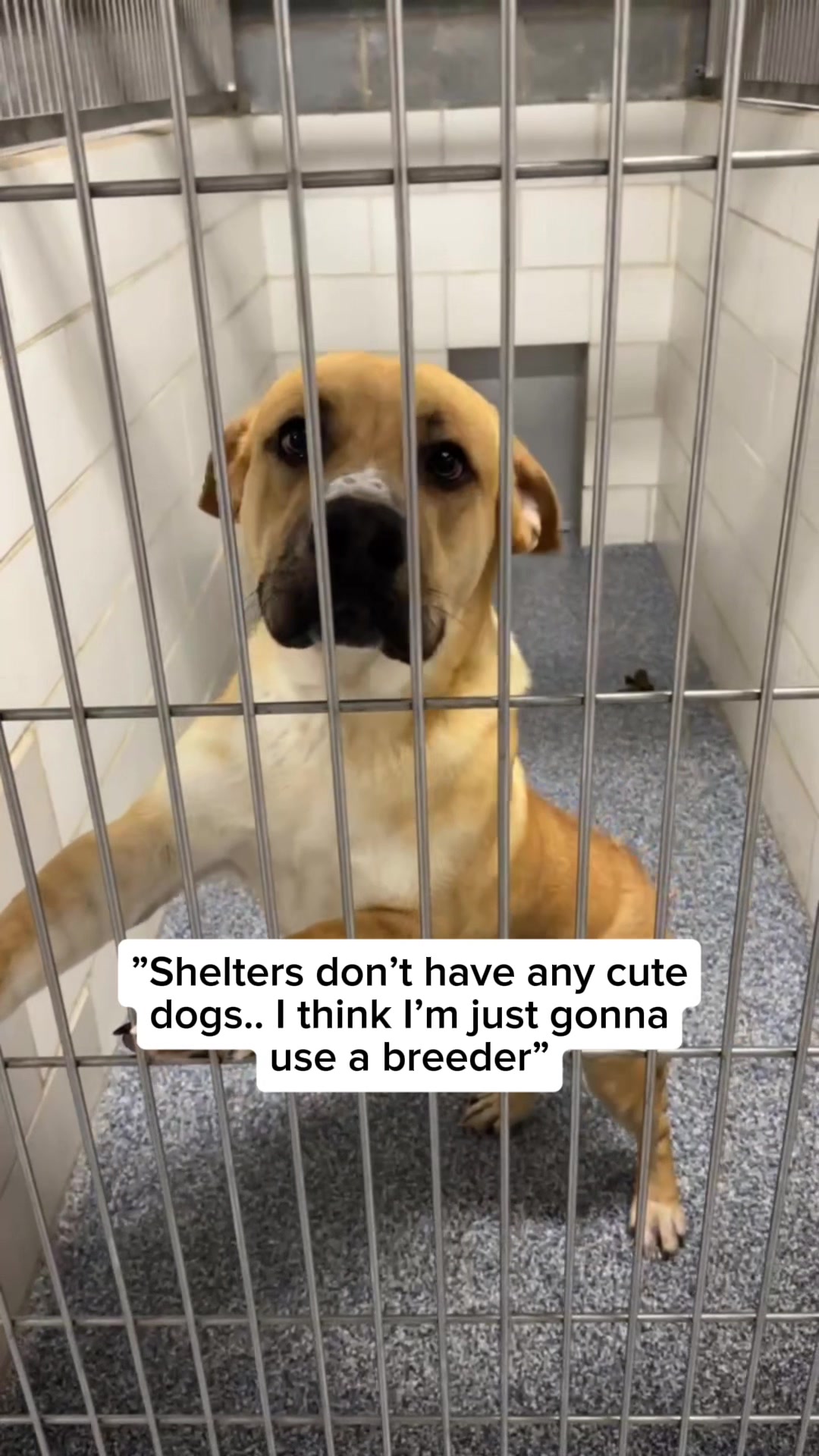 @Adopt a Pet