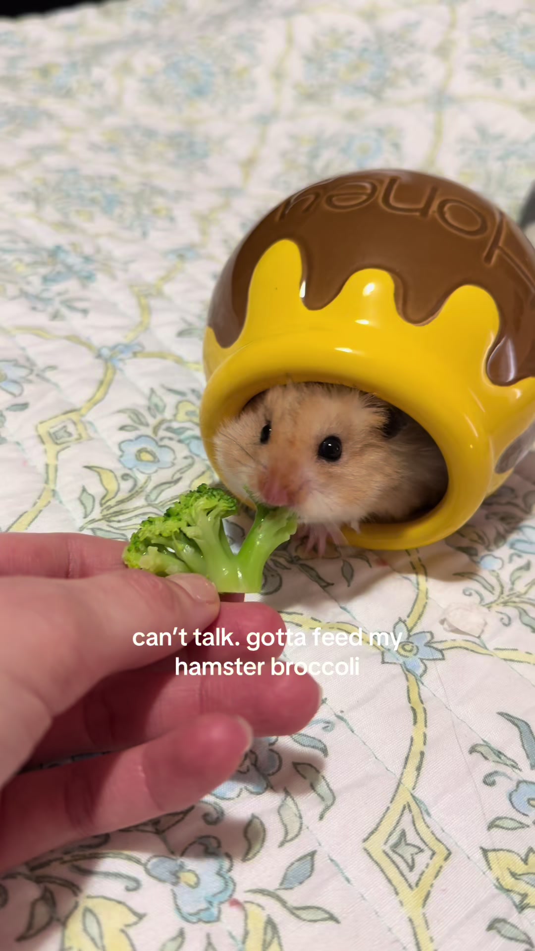 @hamsterwlw