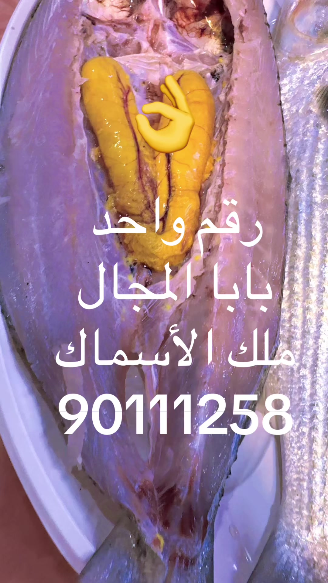 @KING FISH 🇴🇲 مـلـك الأســماك