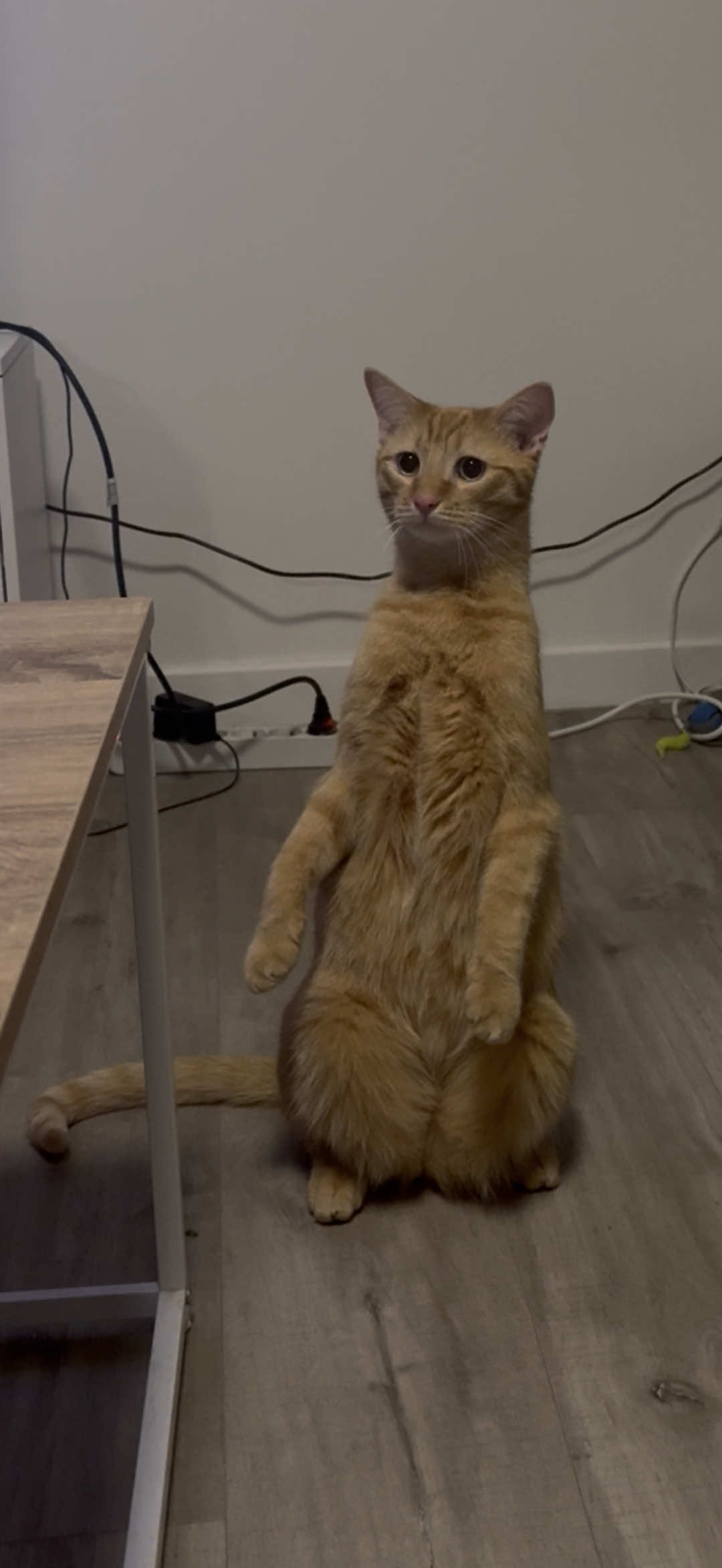 @Bartabé le chat
