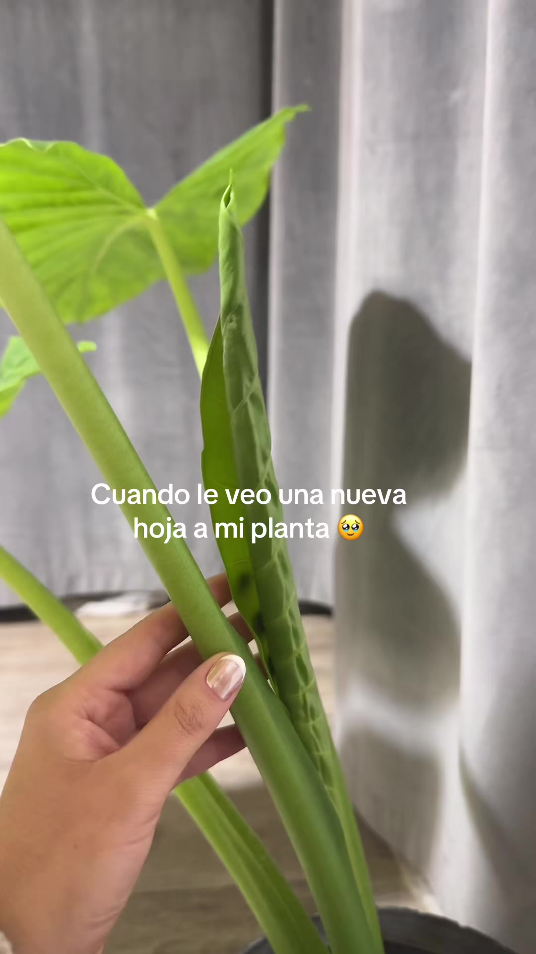 @carlacandiaa