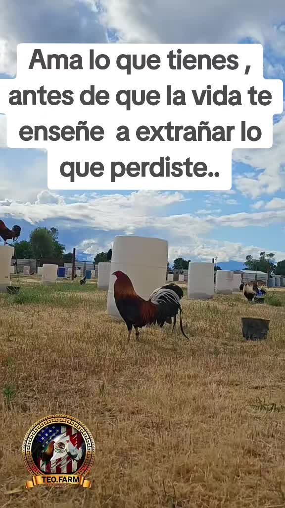 @TEO.FARM.CECI